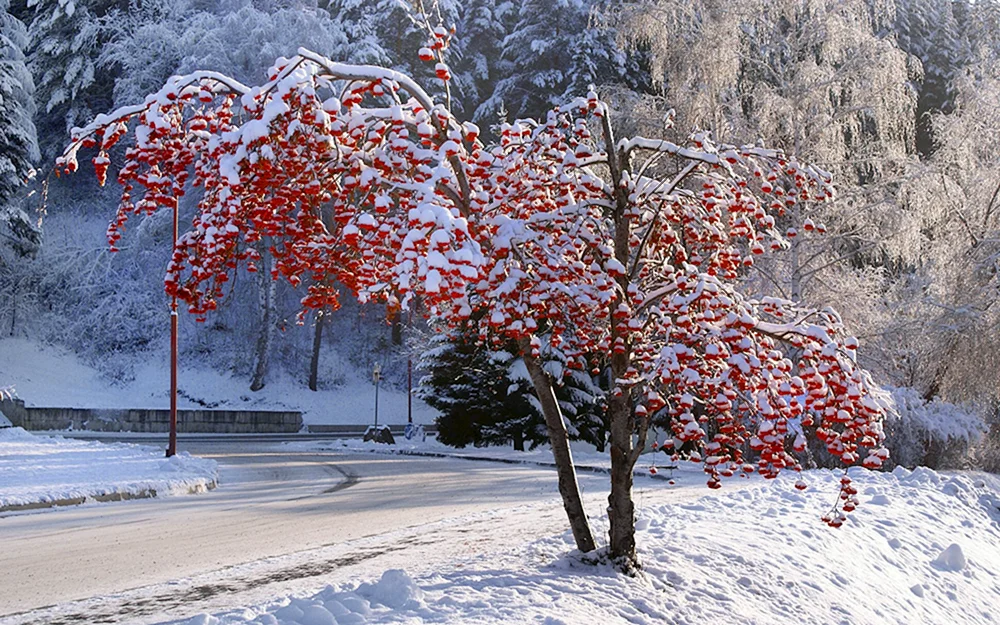 Vogelbeere (Pendula) im Schnee (Calina) im Schnee (Schneeglöckchen und Kalina) im Schnee (Calina) im Schnee (Roter Strauch) im Schnee