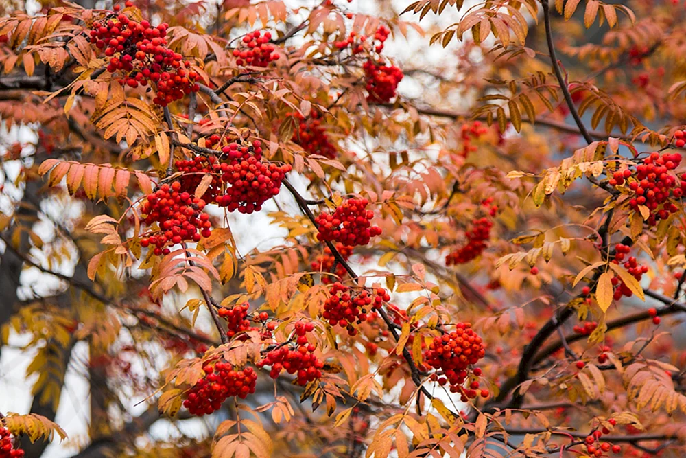 Herbstbirkenrinde kaschmirähnlich