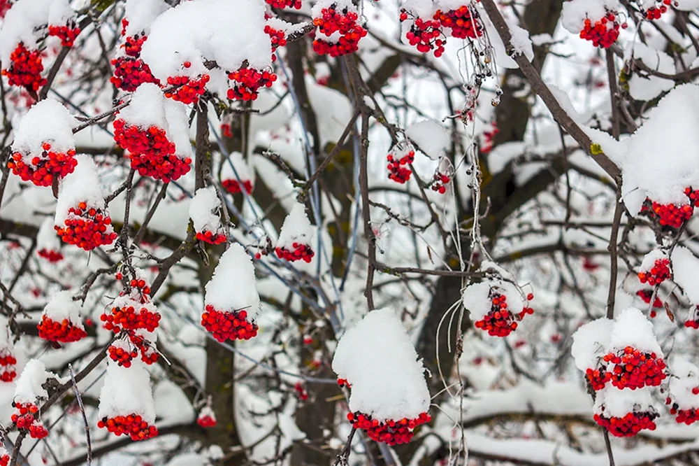Winterhimbeere Winterstrauch