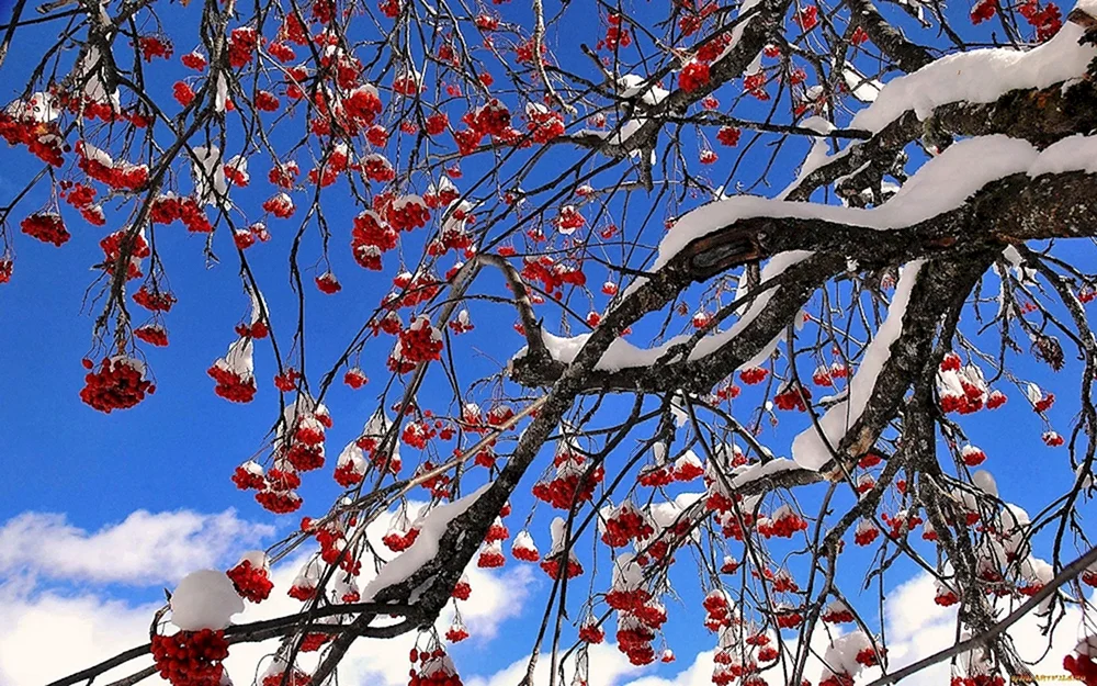 Wintervogelbaum