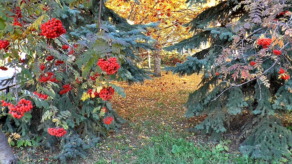 Goldene Wunder-Bergesche