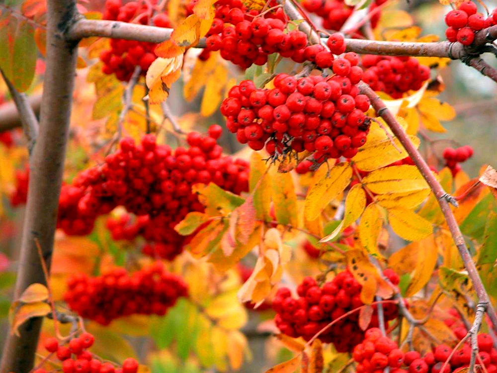 Goldene Herbst-Bergesche