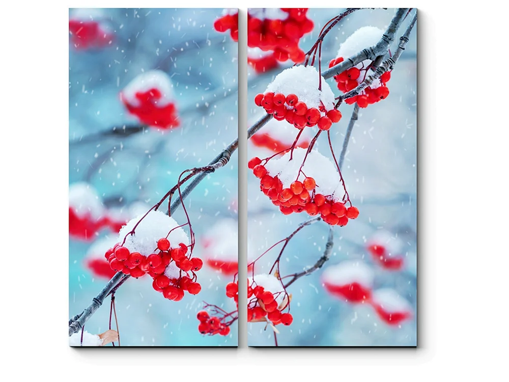 Winterhimbeere im Schnee