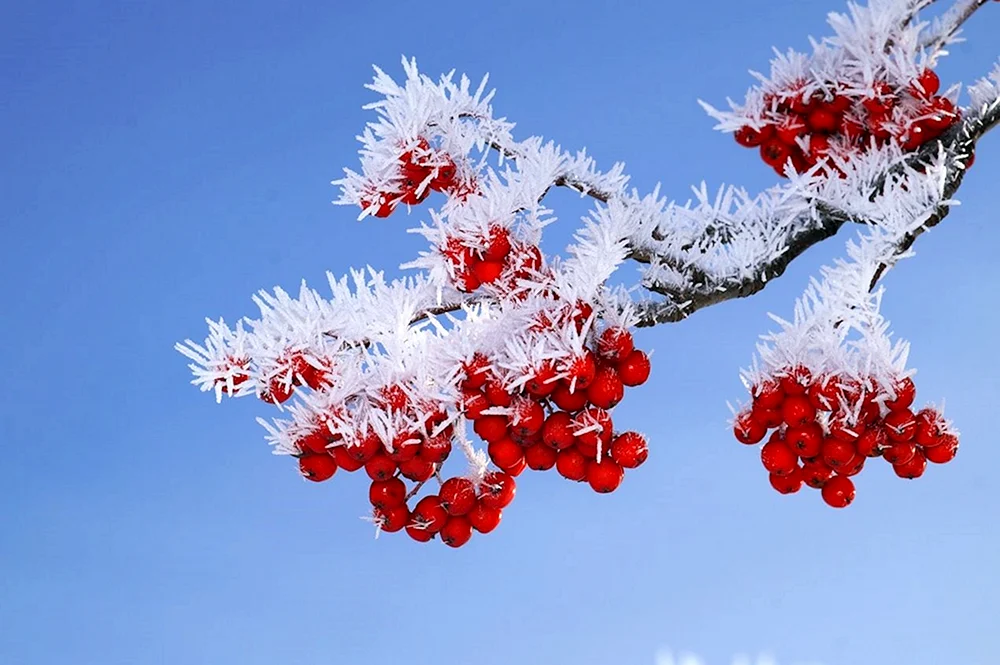 Wintervogelbaum