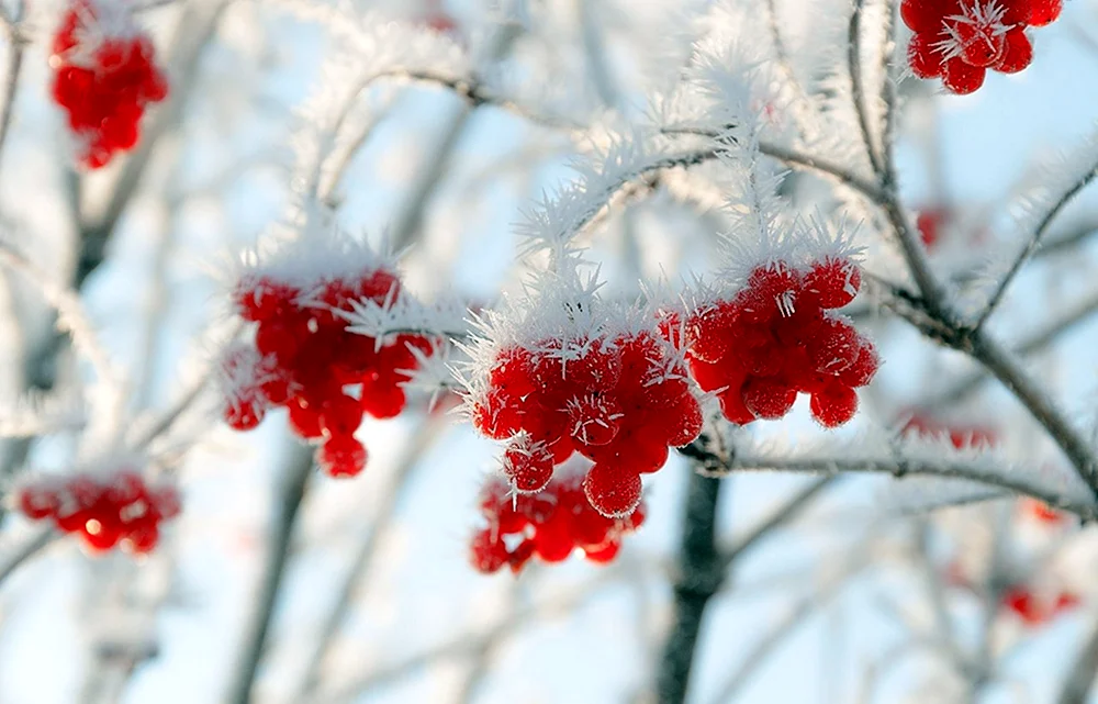Winterwald