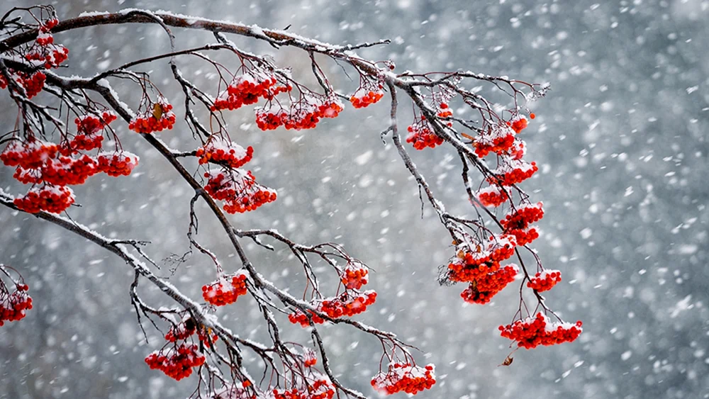 Winterulme im Schnee