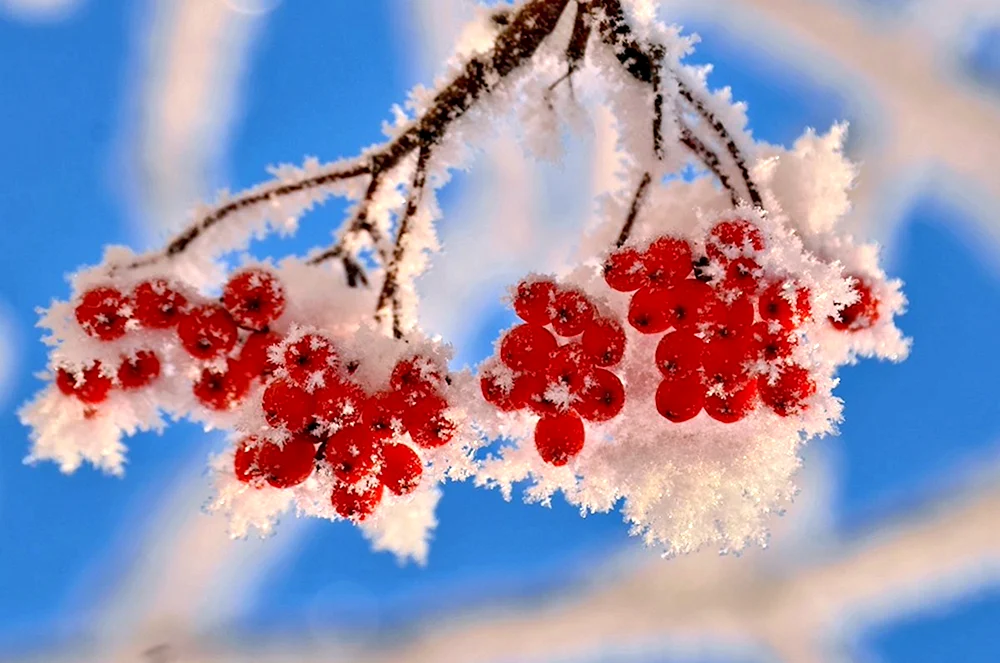 Sargent-Ulme im Schnee
