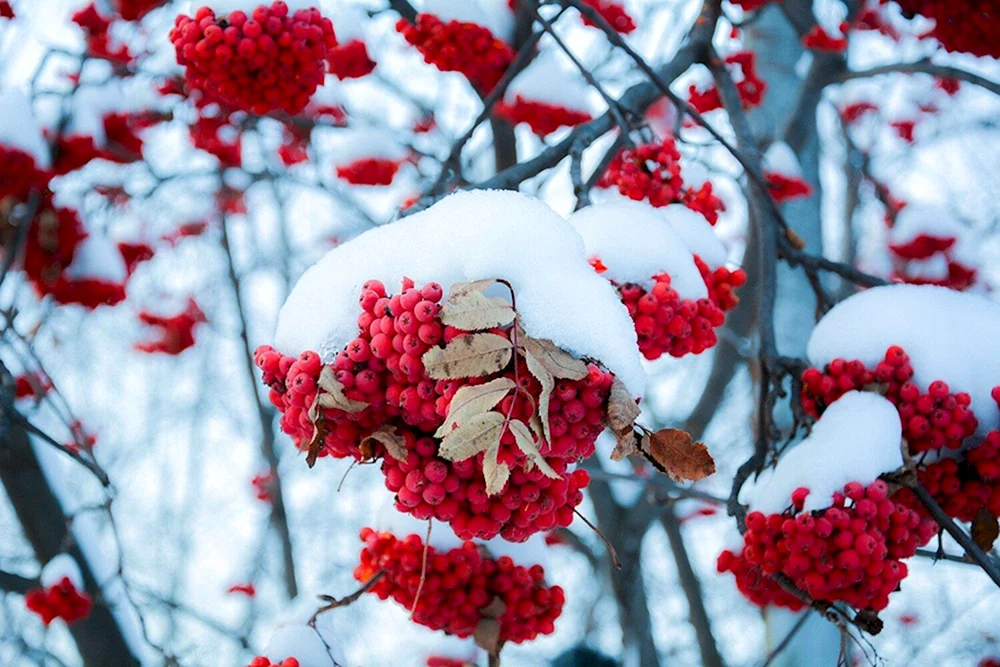 Winterulme im Schnee