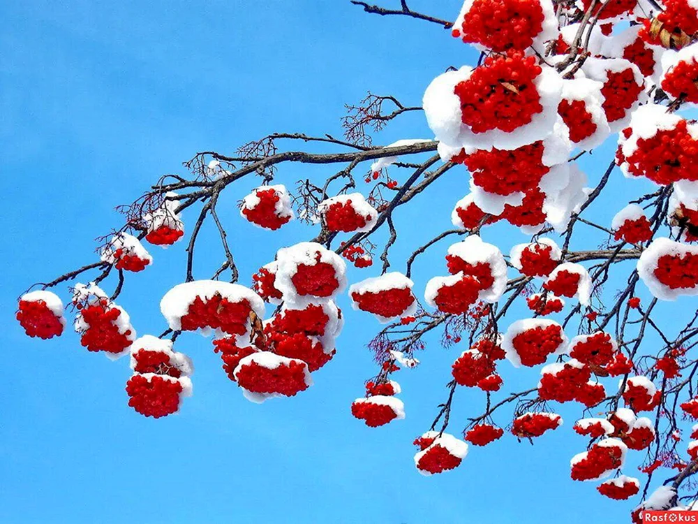 Himbeere im Schnee Schnee