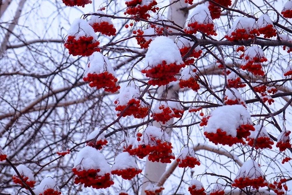 Winterbäume