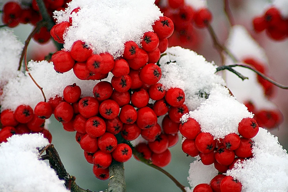Schnee-Ulme im Schnee