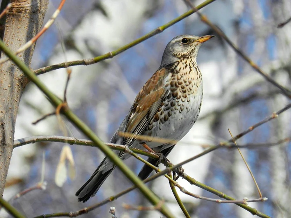 Sibirische Überwinterungsvögel