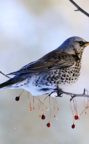 Kragenhuhn turdus pilaris