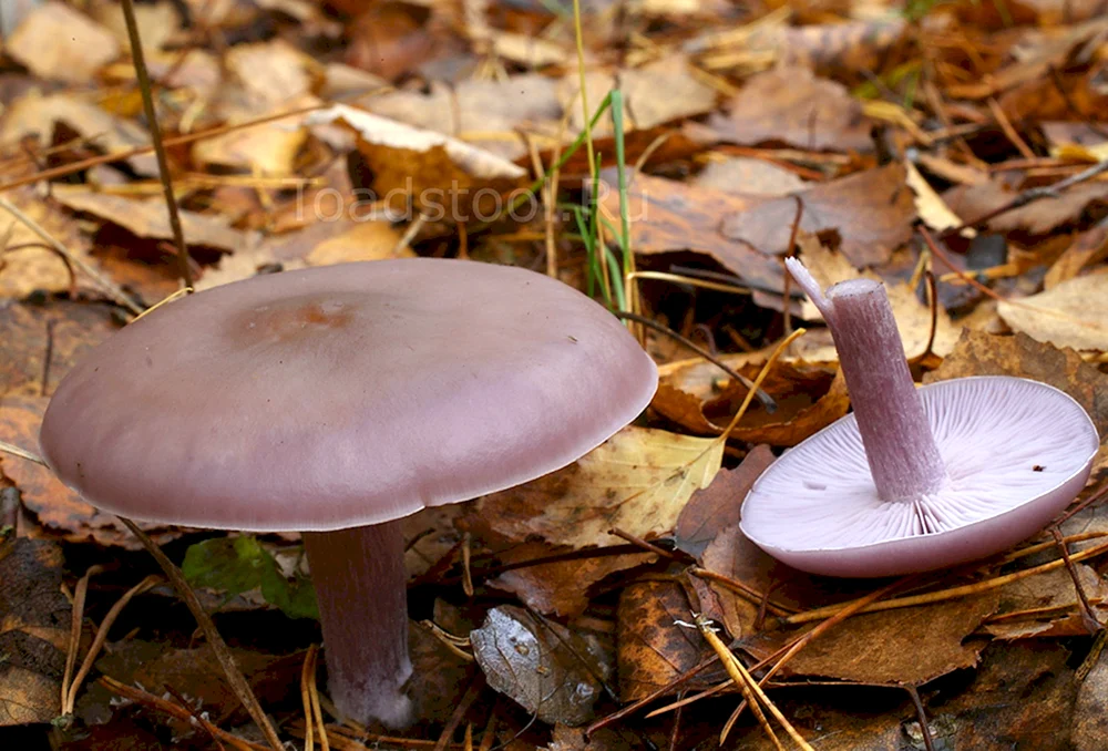 Violetter Speisepilz