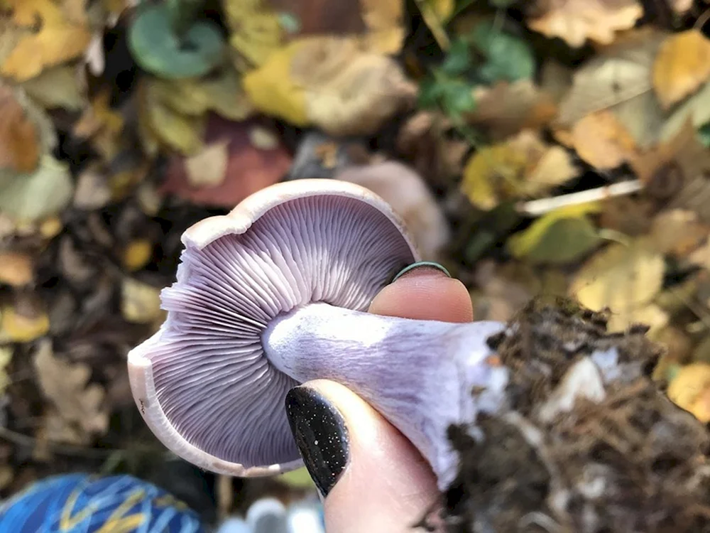Violette Speisepilze