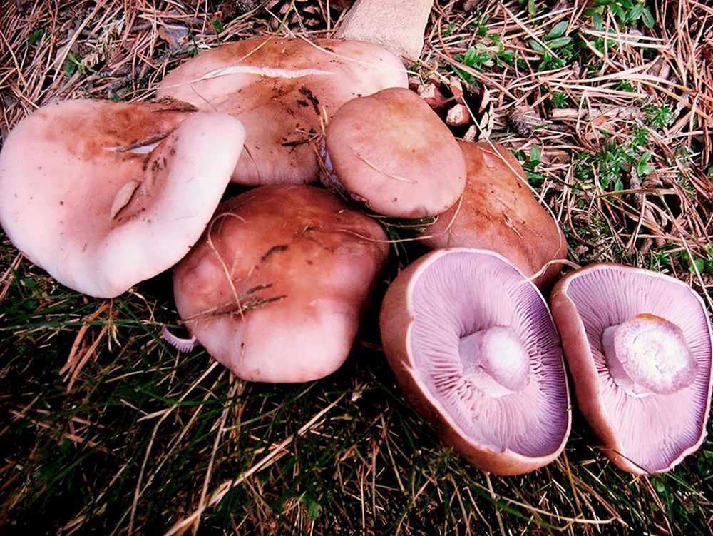 Lila Vogelbeere Pilz