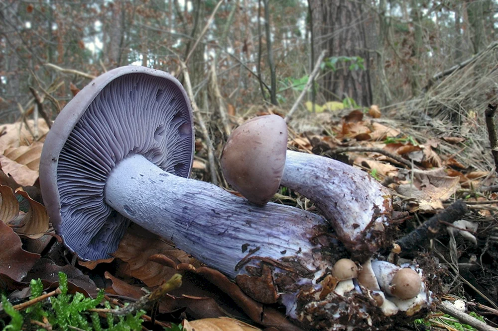 Violetter Speisepilz