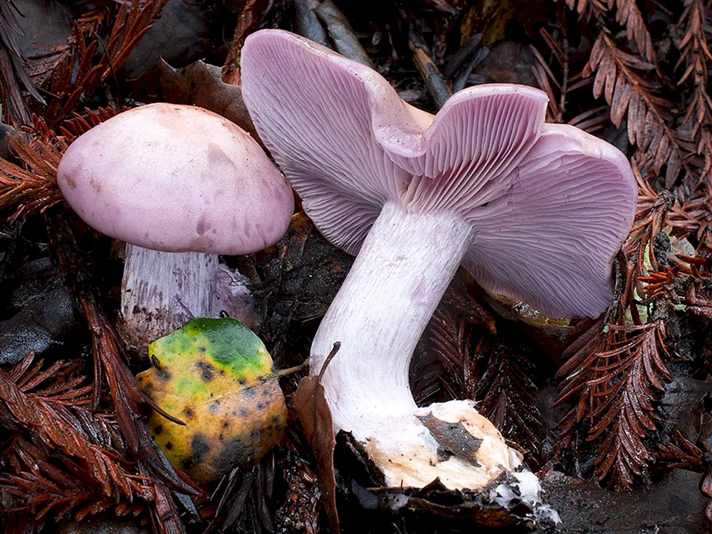 Violetter Vogelbeerpilz