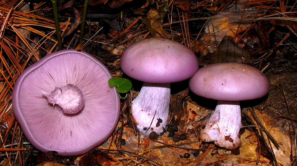 Violetter Speisepilz