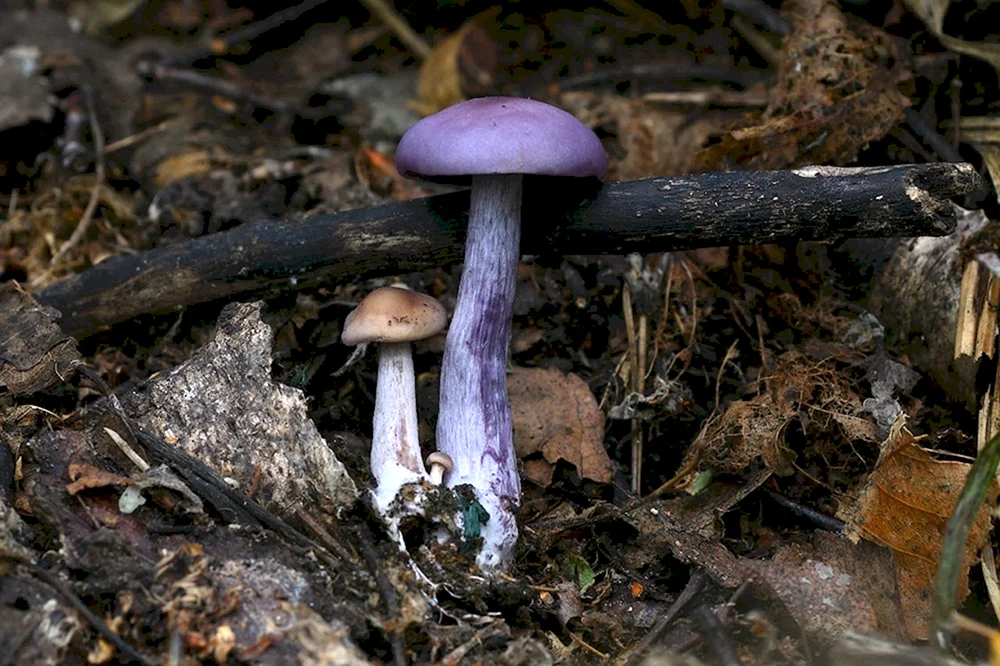 Lepista personata