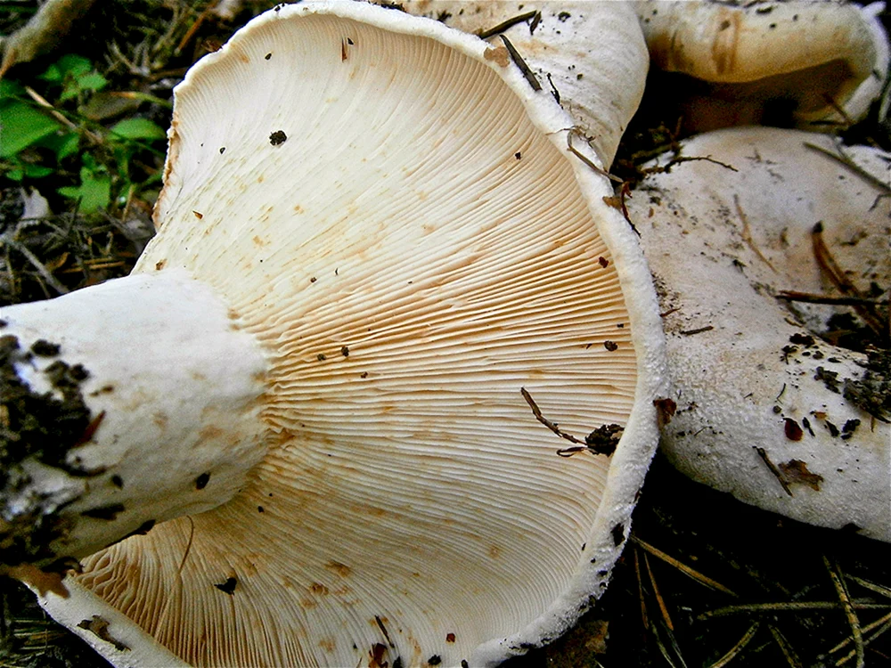 Pecheritsa Pilz mit dickem Stiel