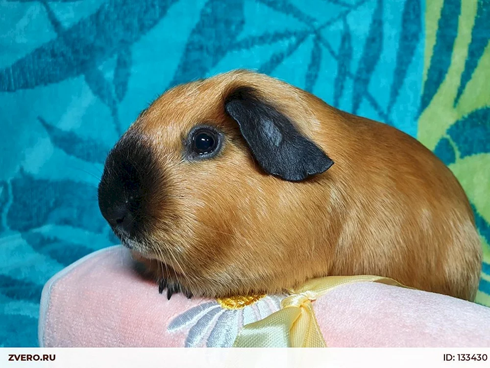 Himalaya-Meerschweinchen