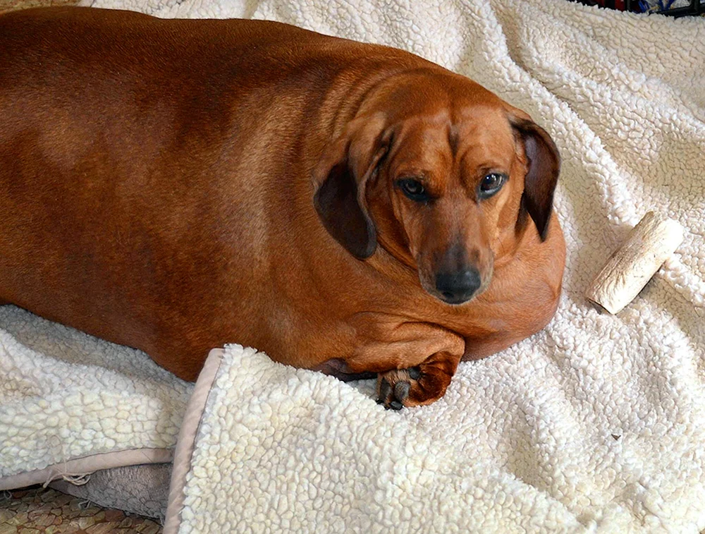 Obie 35kg