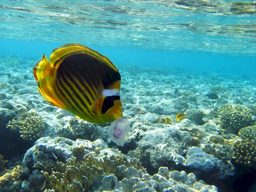Ref Fisch Ägypten