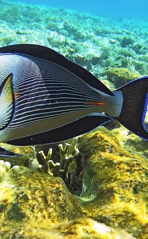 Rotes Meer Riff Fisch