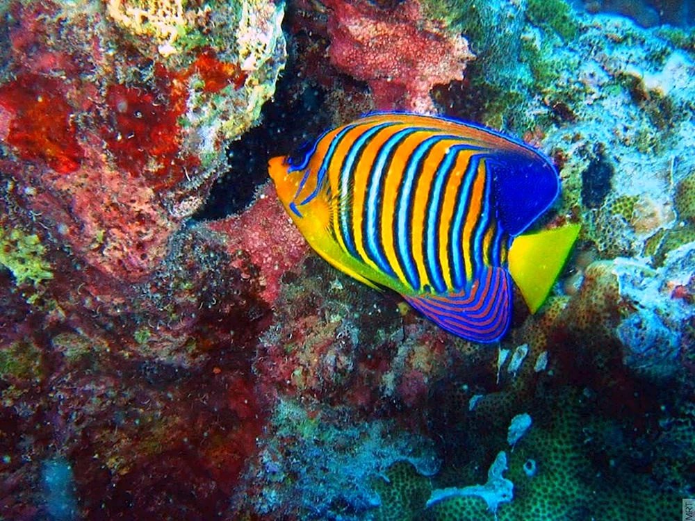 Ägyptische Unterwasserwelt Sharm El Sheikh