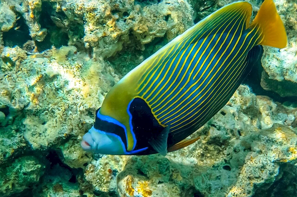 Ref Fische des Roten Meeres
