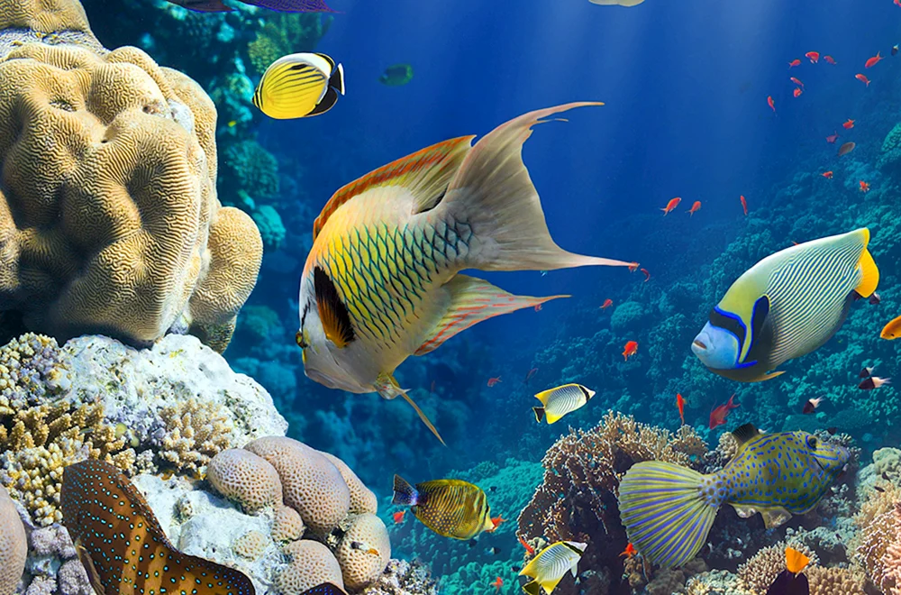 Tropische Fische