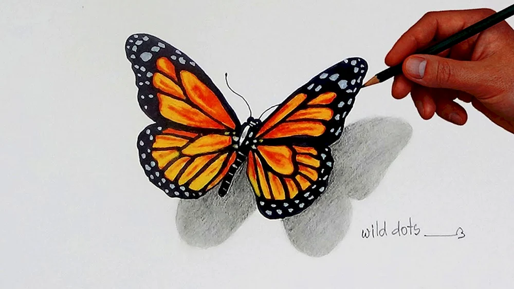 Schmetterling von der Seite
