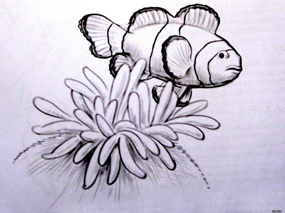Fischzeichnung zum Ausmalen