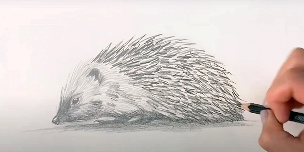 Igel zeichnen für Kinder