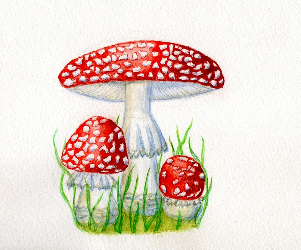 Malen Pilze weiß Fliegenpilz