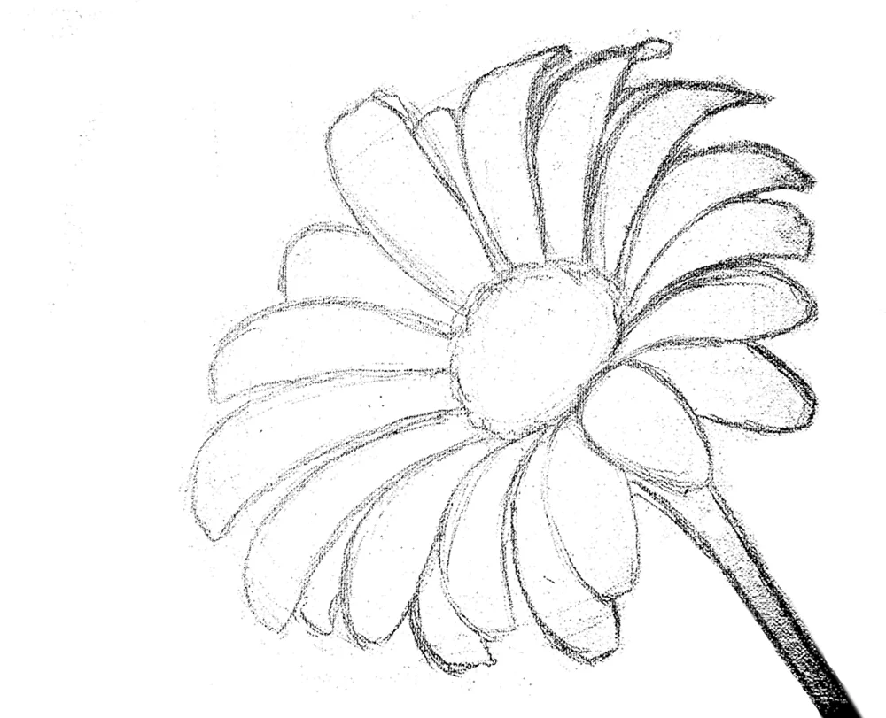 Gänseblümchen Bleistiftzeichnung