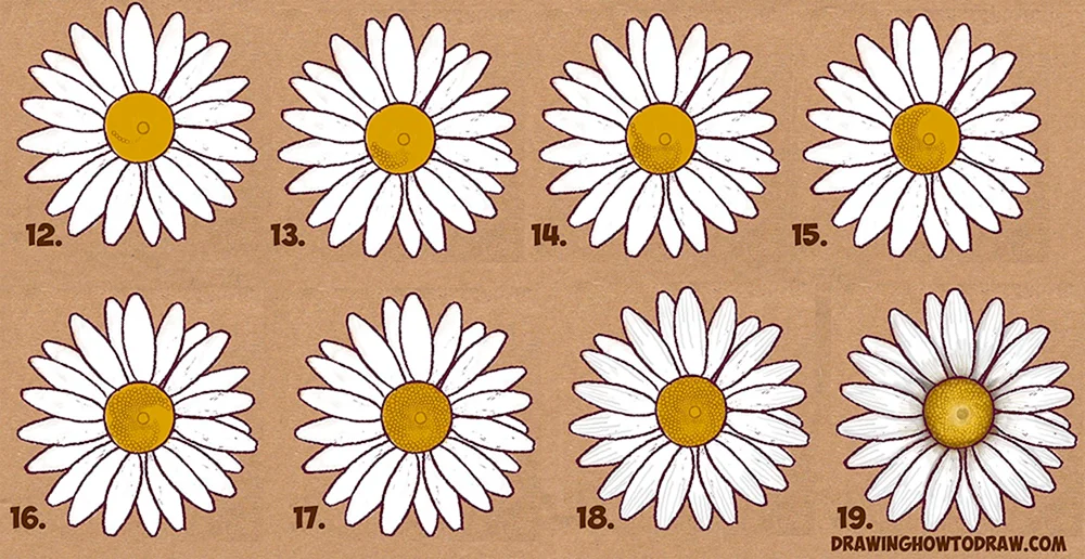 Gänseblümchen Clipart