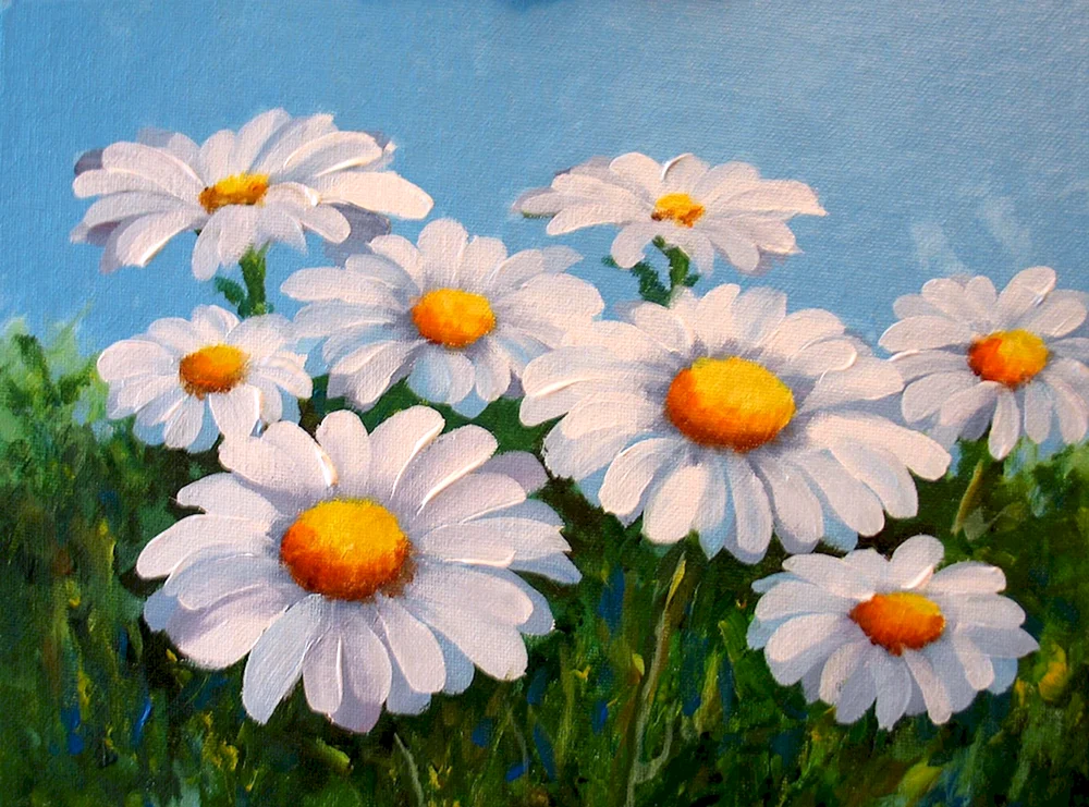 Gänseblümchen Gänseblümchen zum Zeichnen