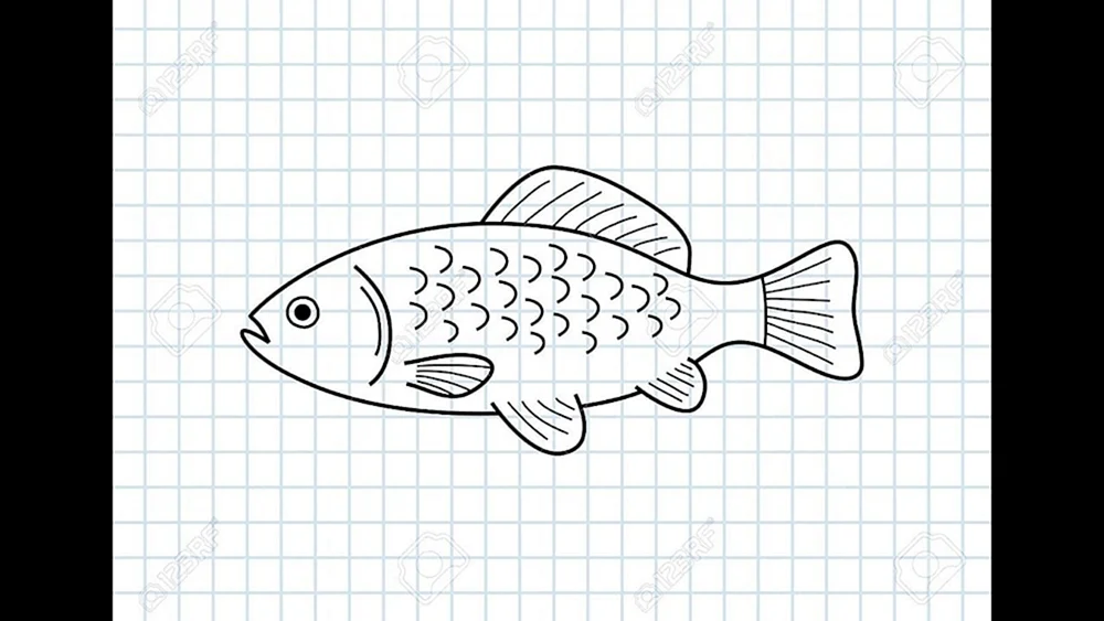 Fischzeichnung zum Zeichnen