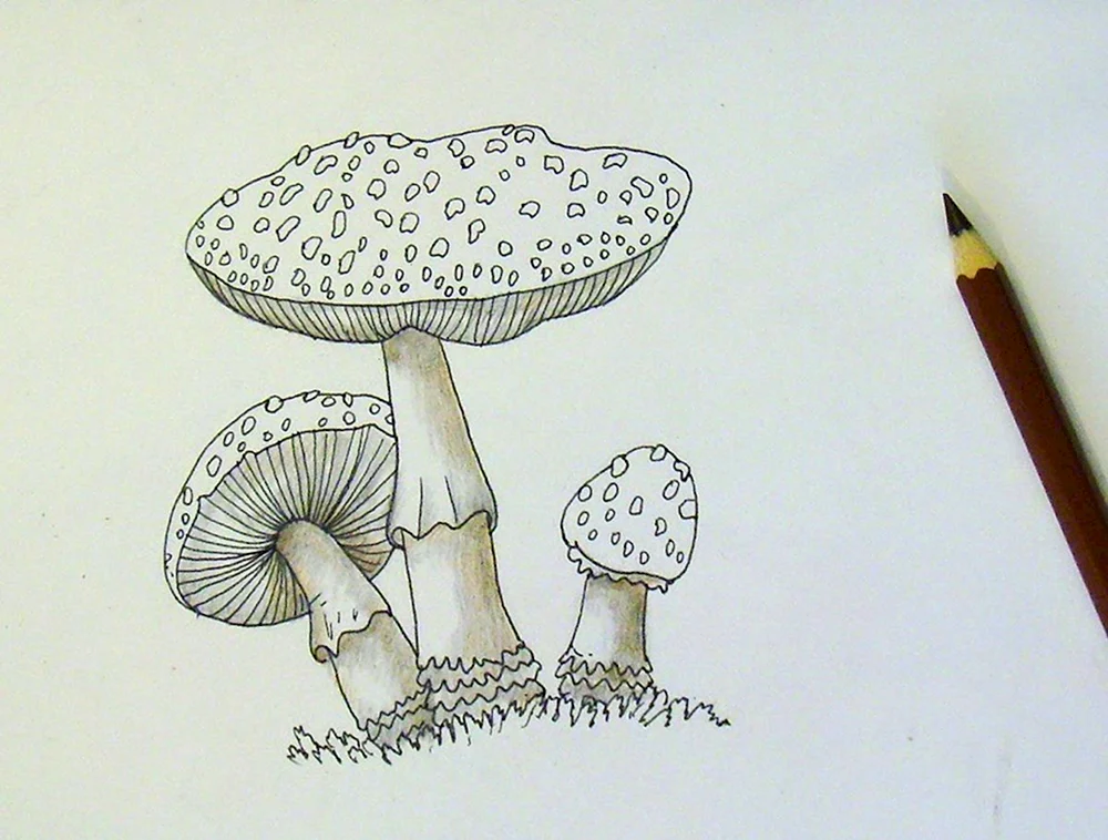 Pilz indie KID