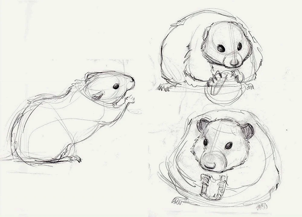 Jungarische Hamster