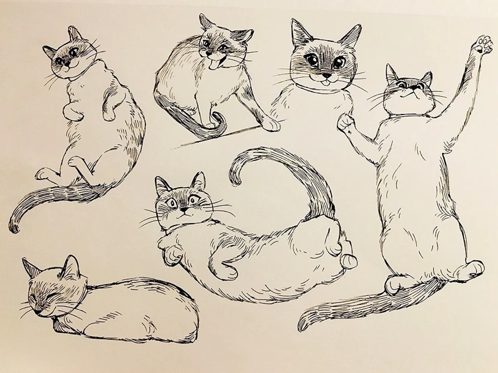 Katzenzeichnungen