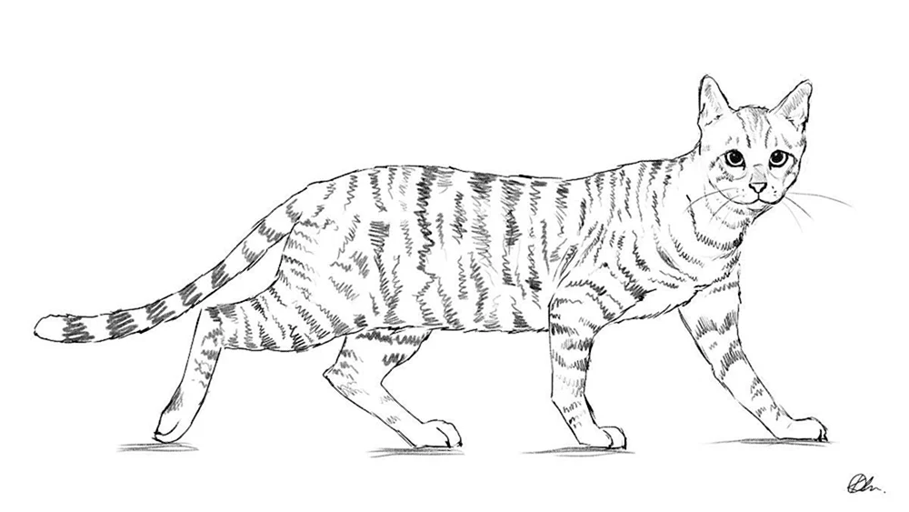 Katzenzeichnungen in Bleistift