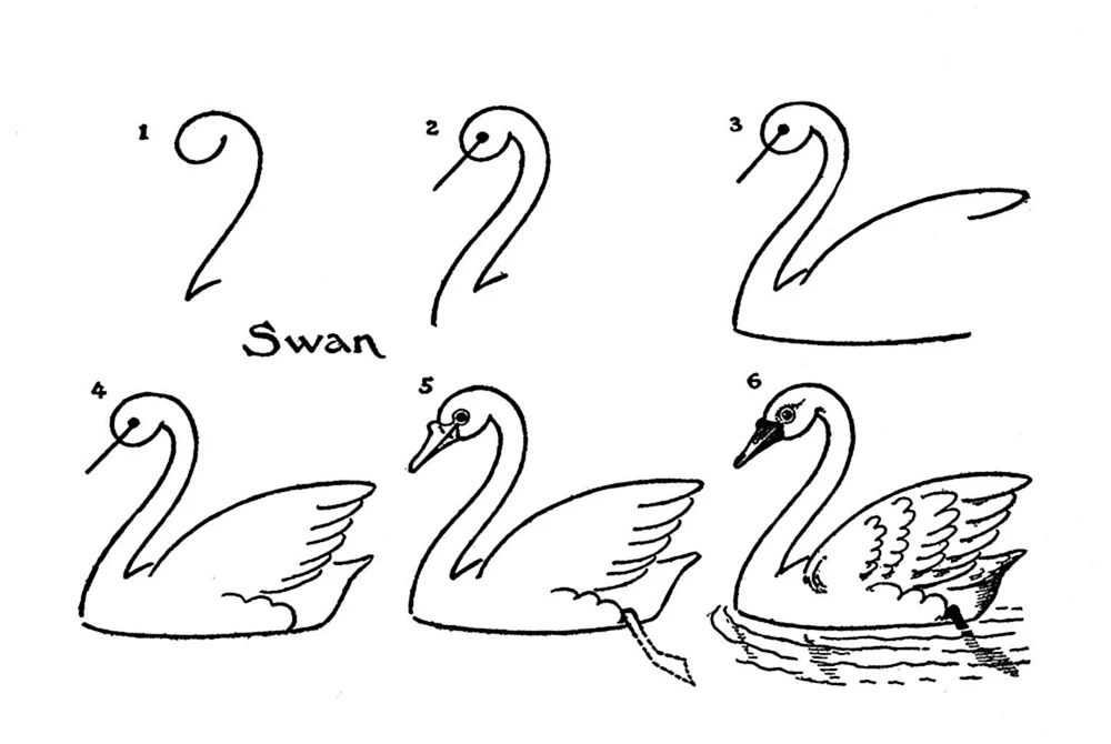 Schwan zeichnen einfach