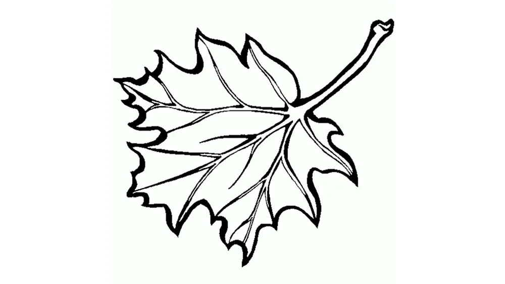 Ahornblattumriss
