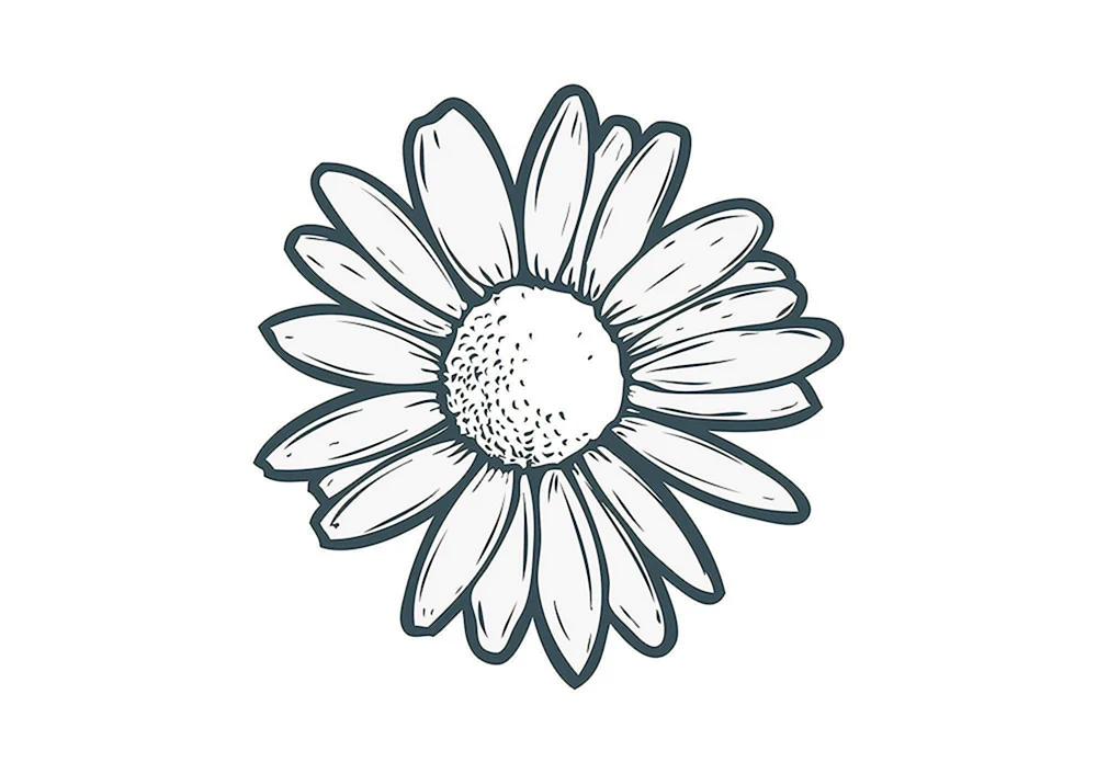 Gänseblümchen Butterblume