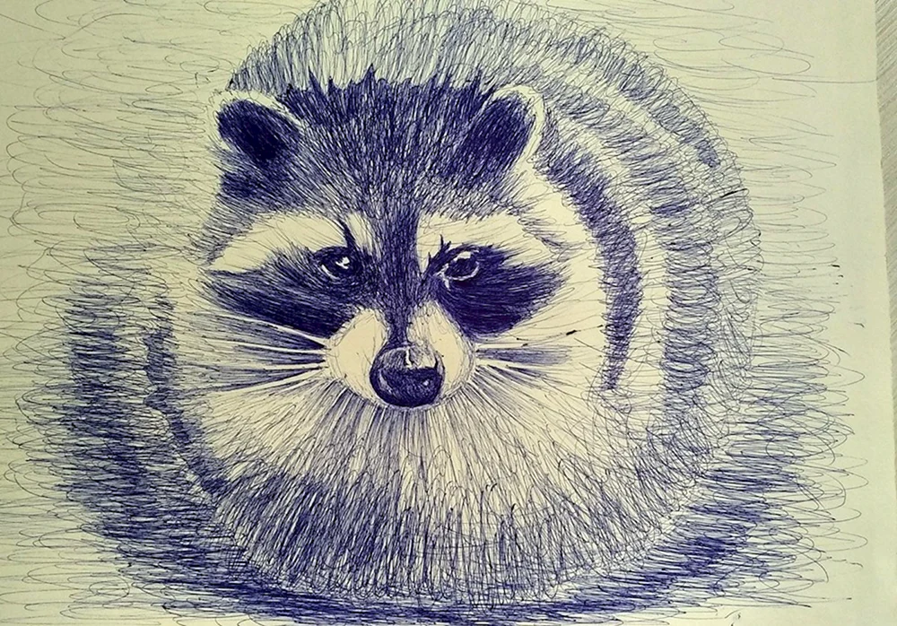 Waschbär zeichnen