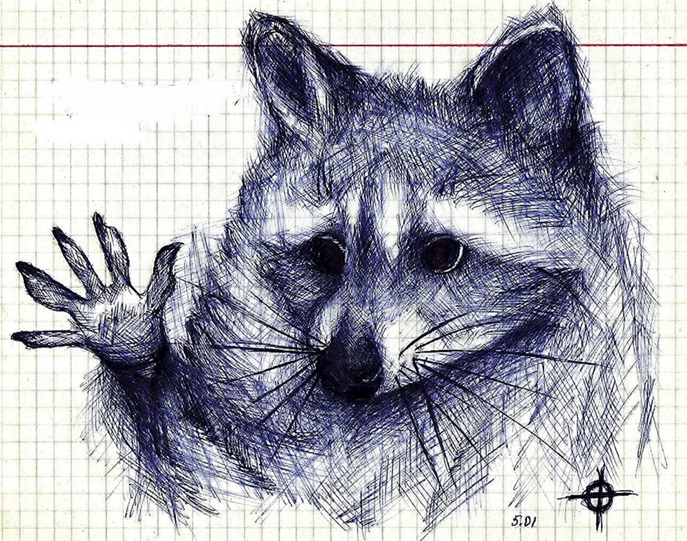Waschbär-Gesichtszeichnung