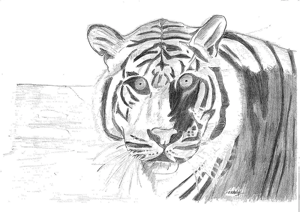 Tiger Zeichnung Tiger Bleistiftzeichnung